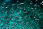 Tauchurlaub: Fischschwarm beim Tauchen