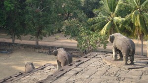 Realistische Elefantenstatuen kann man vor allem im Tempel Bakong entdecken