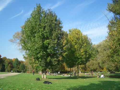 Der englische Garten, die Isarauen oder der Westpark sind bekannte Grünflächen in München