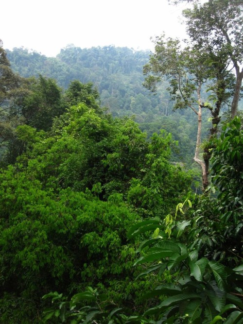 Taman Negara National Park