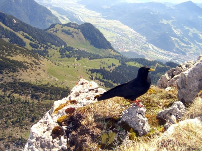Blick vom Rofangebirge ©Maximilian/pixelio.de