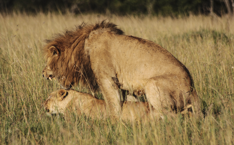 Löwenpaarung, Massai Mara Game Reserve. © Willi Dolder