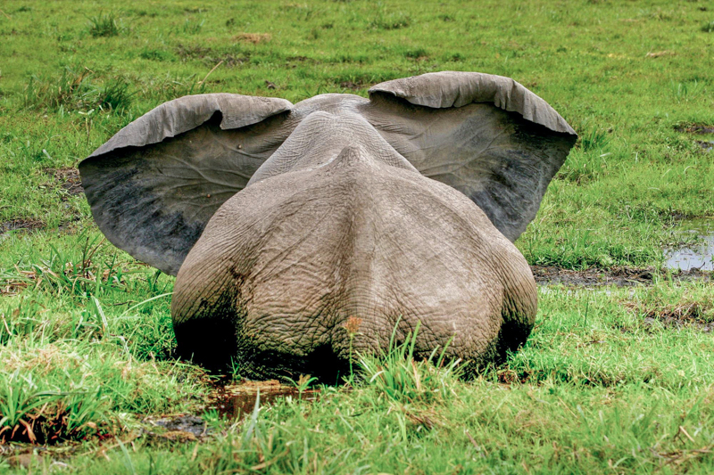 Im Herzen des Amboseli-Nationalparks liegen ausgedehnte Sümpfe, in denen Elefanten und Büffel das ganze Jahr über Futter und Wasser finden. © Willi Dolder
