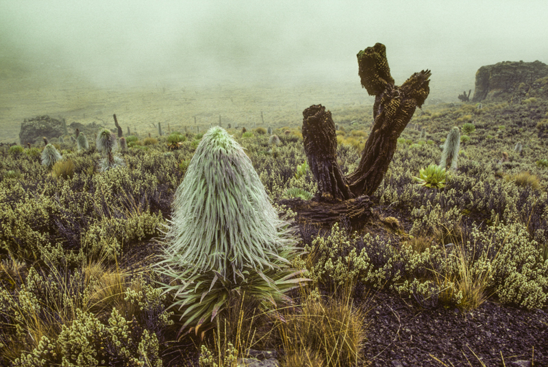 Am Mount Kenya in fast 4000 m Höhe. Im Vordergrund eine Riesenlobelie. © Willi Dolder