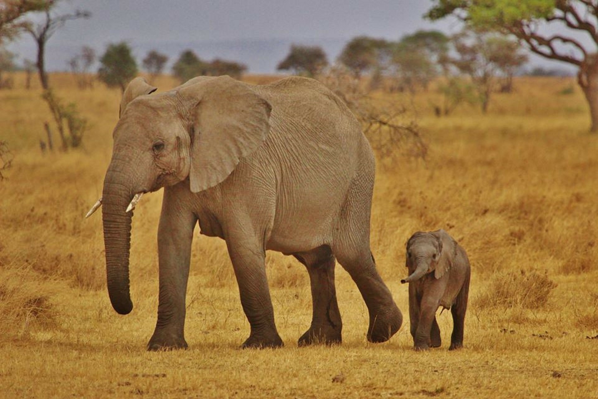 Elefantenmutter mit Baby in Savanne